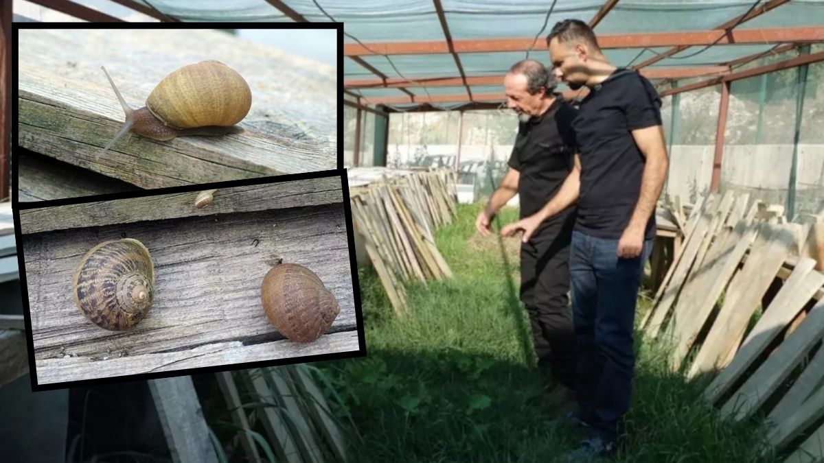 Gören burun kıvırsa da faydaları say say bitmiyor! Dünya Türkiye’den alıyor, üretime teşvik için çalışmalar sürüyor