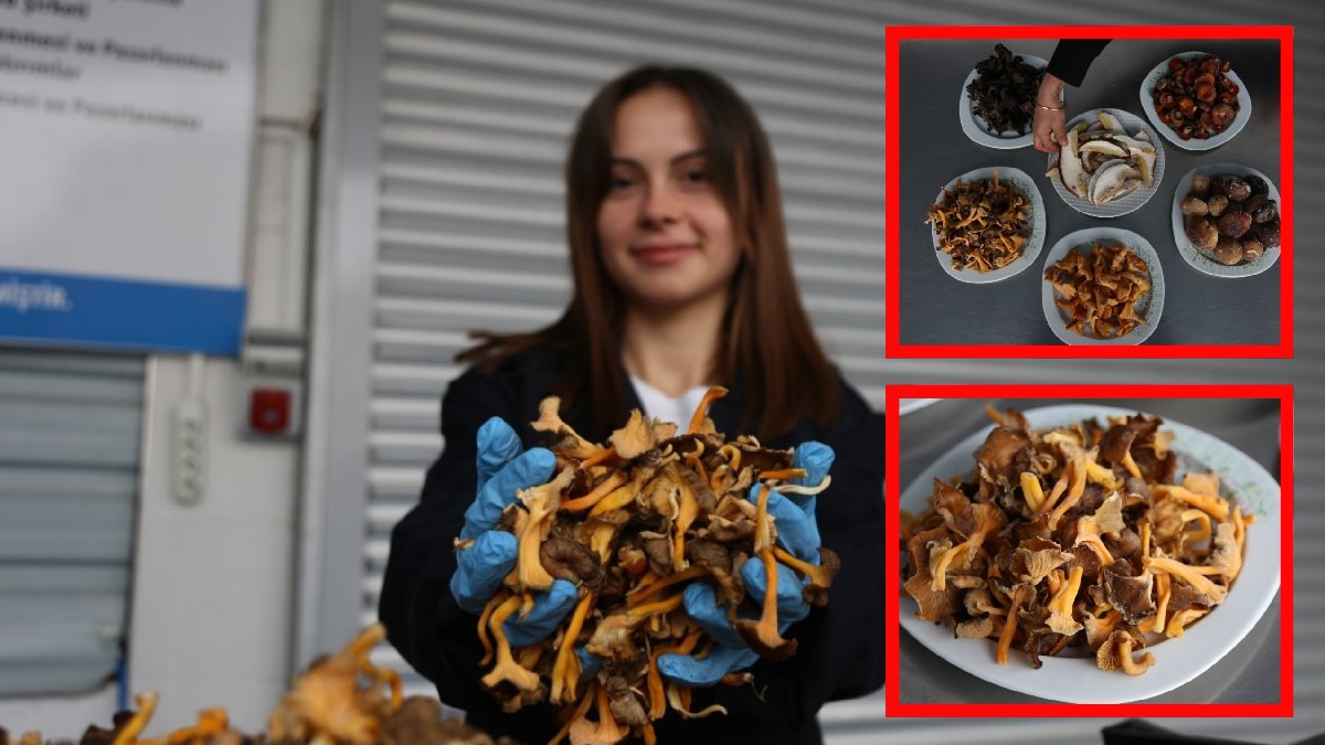 Yağmur yağdıkça bollaşıyor! İsviçre ve Fransa bu ürün için sıraya girdi, doğadan toplayıp toplayıp satıyorlar