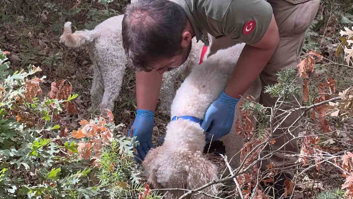 “Kara Elmas” deniyor, dünyanın en pahalısı olarak biliniyor! Özel eğitimli köpekler dağ taş arayıp buluyor