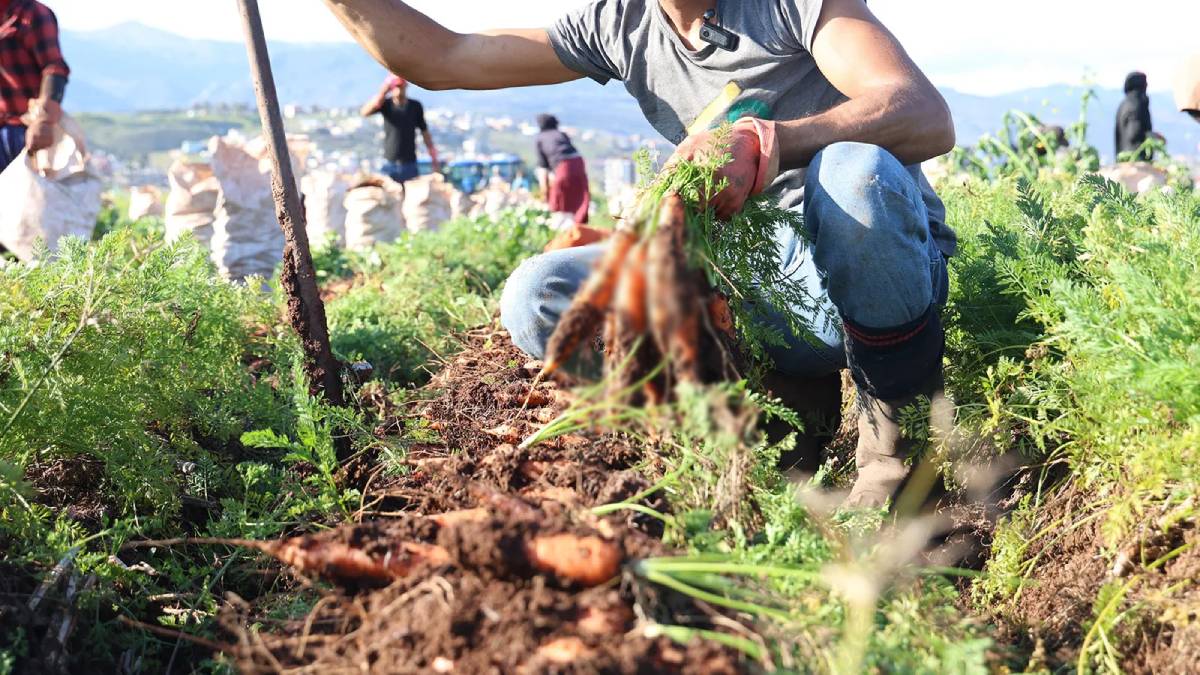 Herkesi şükrettiren nimet! Salatası, tatlısı, yemeği bile var ama faydasını kimse bilmiyor
