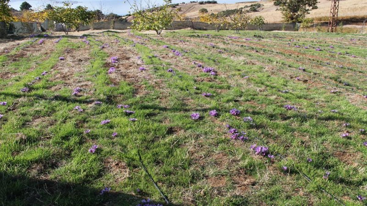 Kilo fiyatı 450 bin lirayı buldu! Topraktaki servet: Baharattan tıpa, tıptan kozmetiğe