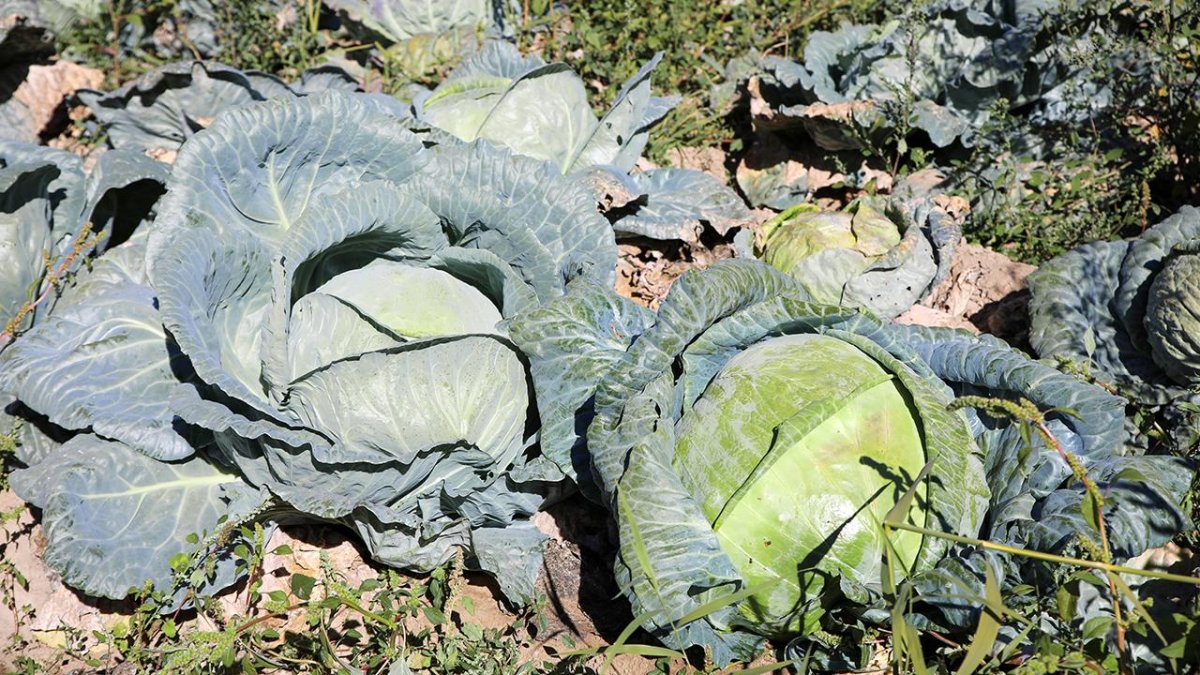 Bafra lahanasına rakip geliyor! O ilimizin lahanası tescillendi: Bir tanesi 40 ile 50 kilogram geliyor