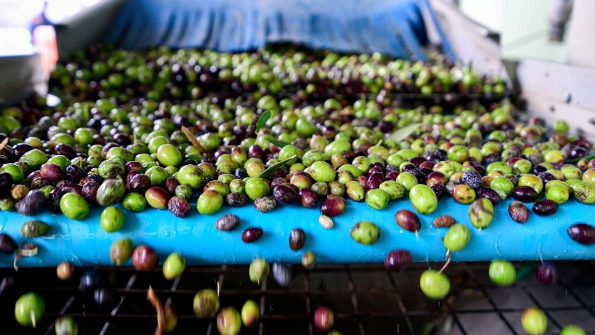 Zeytin üreticilerine lojistik destek