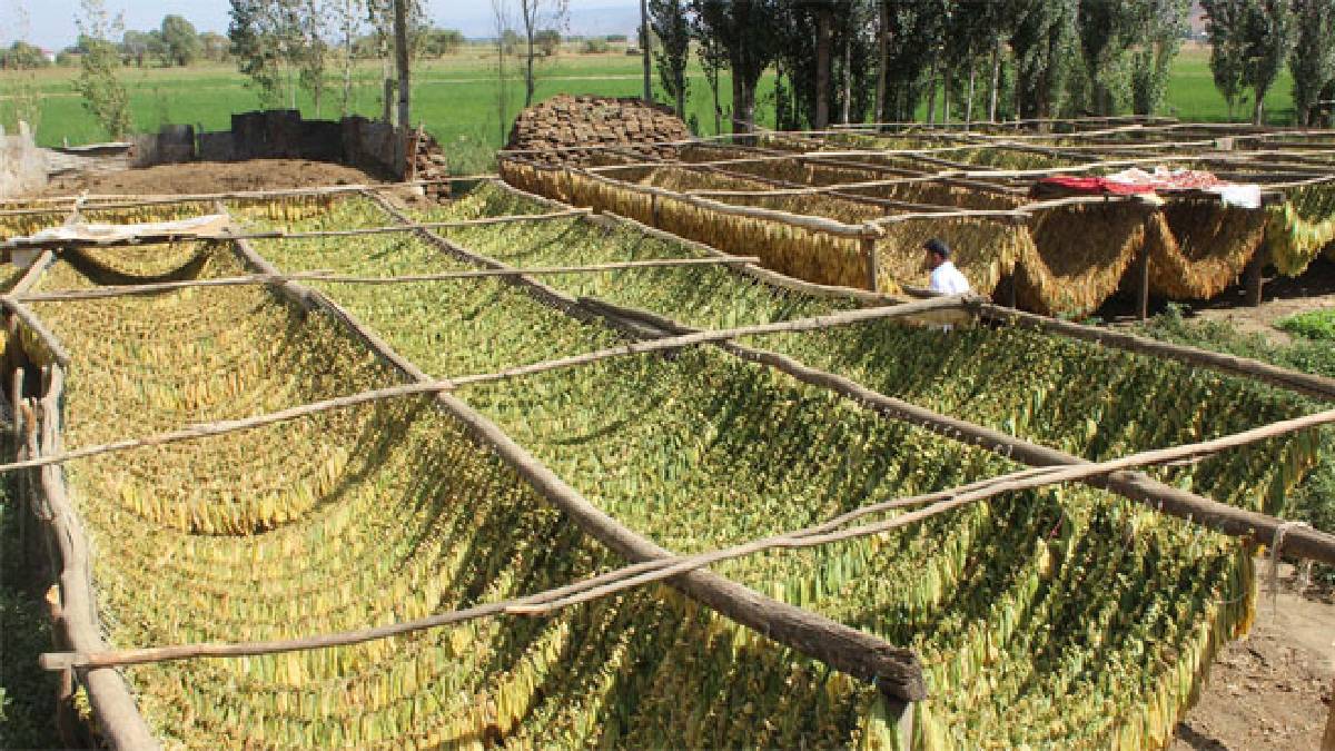 26 şehirde üretiliyor 52 bin kişi bu işi yapıyor! Hepsi ipe dizildi, sadece sözleşme yapan alıyor! Çoğu yurt dışına gönderilecek