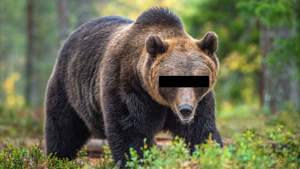 Ayı saldırıları haberlerine yayın yasağı gelebilir! Talebin gerekçesi şaşırttı