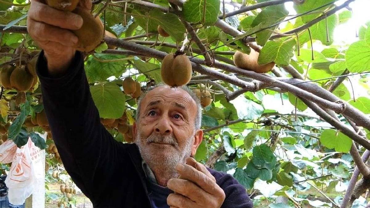 Fındığa alternatif ekildi Karadeniz’in yeni geçim kapısı oldu! 2 bin rakımda hasat vakti: Kışın yok satıyor