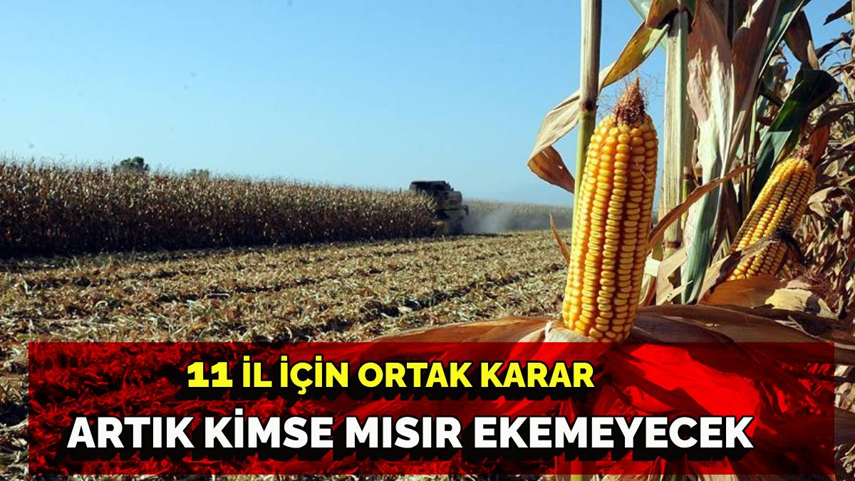 11 ilde mısır ekimi yasaklandı, Çiftçi mağduriyetle karşı karşıya