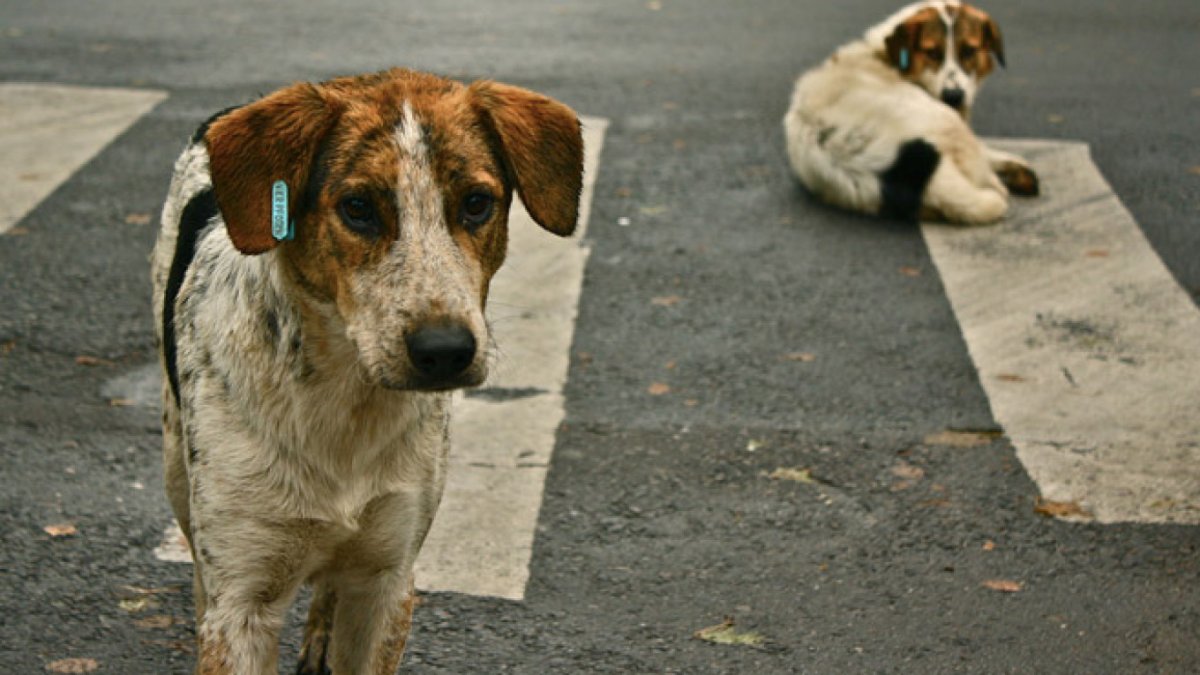 Hayvan hakları savunucularından AYM'ye ortak çağrı: Katliam yasasını iptal et, hayvanları yaşat