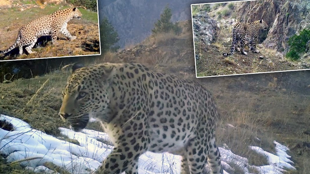 Türkiye'de 10 Anadolu parsı görüntülendi: ‘Nesli tükendi’ sanılıyordu