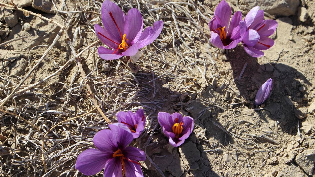 Büyükşehir Belediyesi’nin hibe destekleri yüz güldürüyor