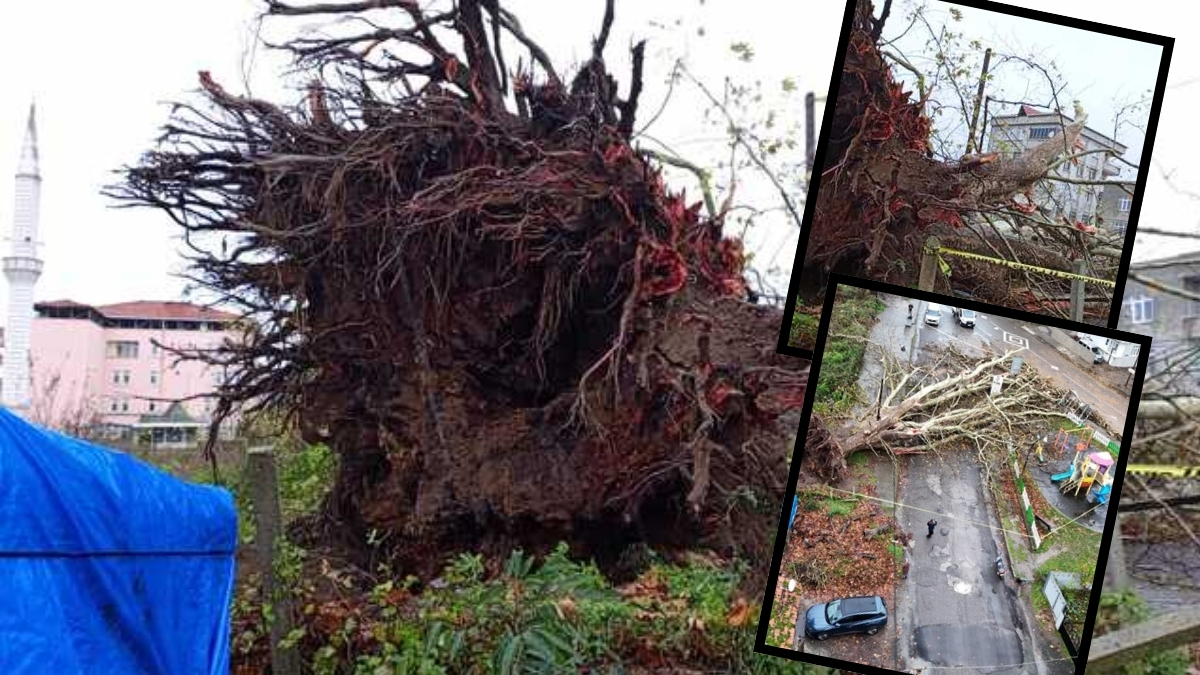 Samsun'un tescilli çınarıydı! 650 yıllık dev anıt ağacına nazar değdi: Köklerine kadar zarar görmüş