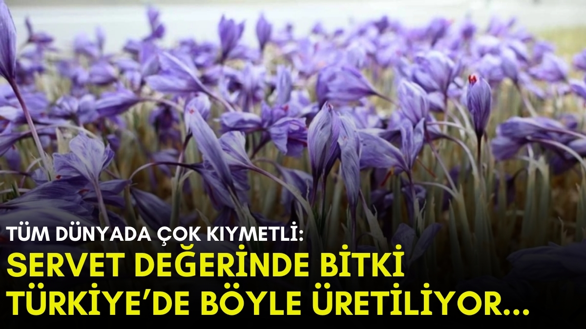 Tüm dünyada çok değerli! Türkiye’de ise ilk kez topraksız üretiliyor: Hem ülke ekonomisini hem vatandaşı kalkındıracak