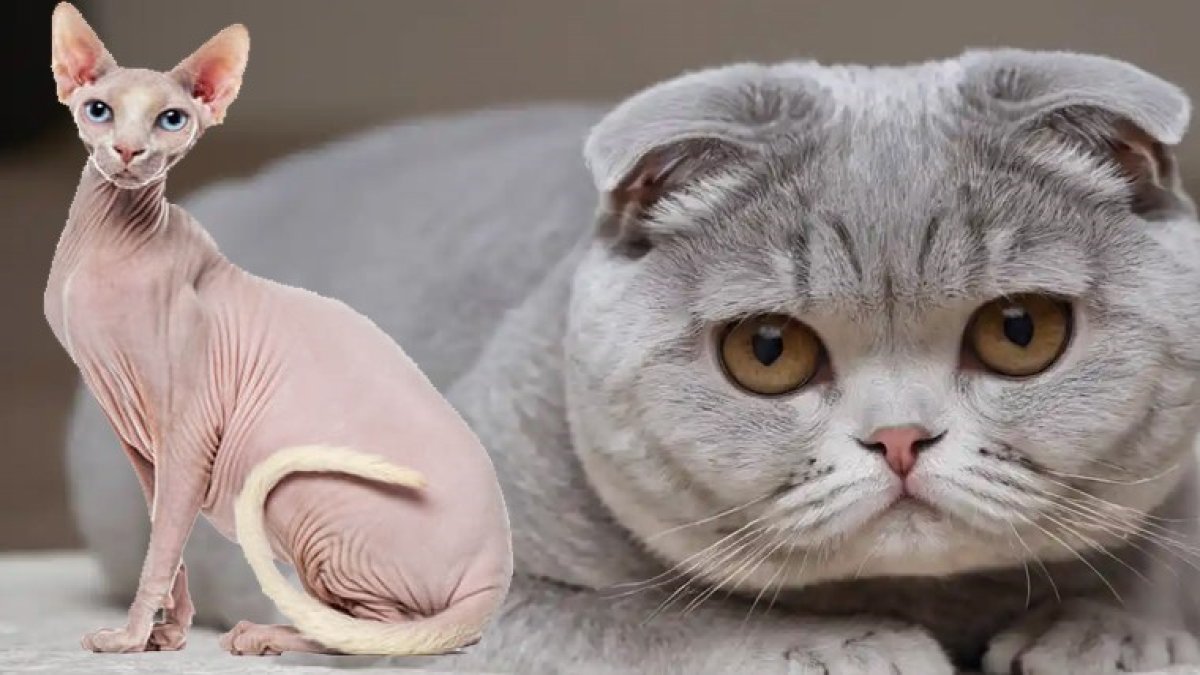 Hollanda, Scottish Fold ve Sphynx cins kediler yasaklanıyor