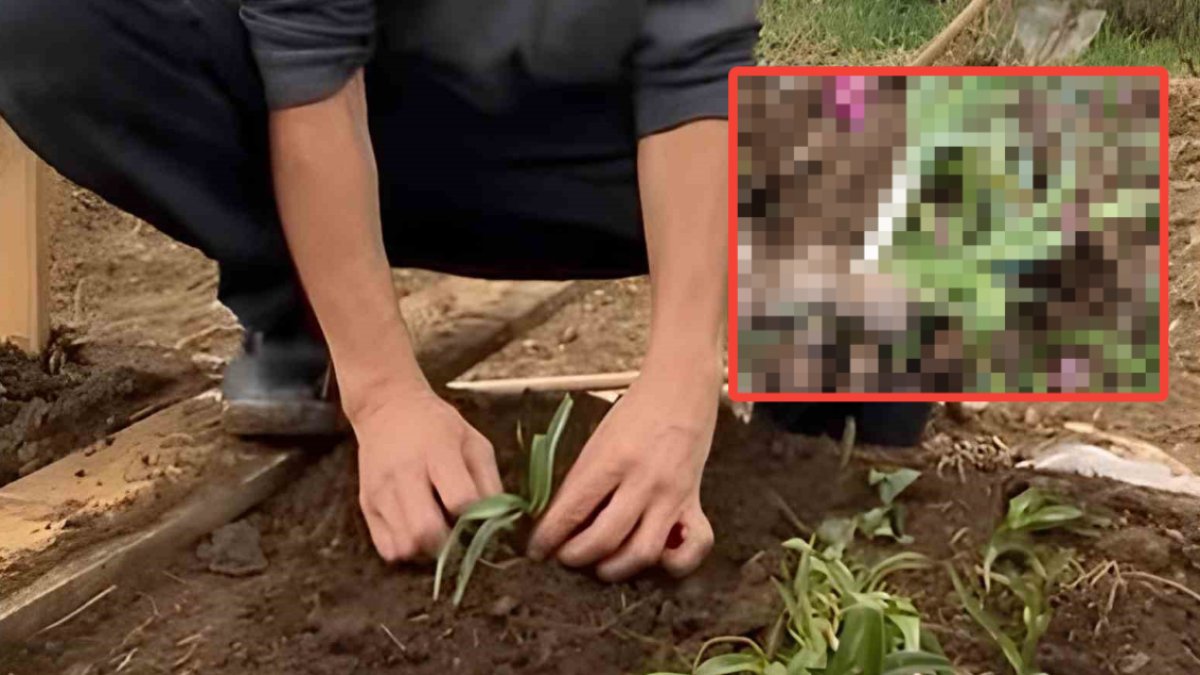 Tüm dünyadan talep yağıyor! Kilosu 800 TL’den gidiyor: O ilimizde ilk kez denendi