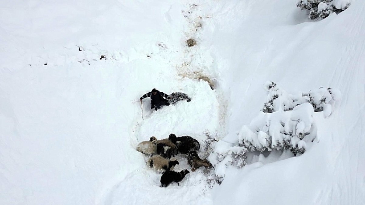 Kar yağışları ve çığ, onlarcasını telef etti! 350 koyun uçurumdan düştü