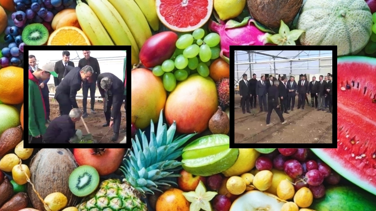 Meksika'da bol bol yetişiyordu, o ilimize de ekildi! 4 ay sonra ilk hasat başlıyor: Bölgede öncü oldular