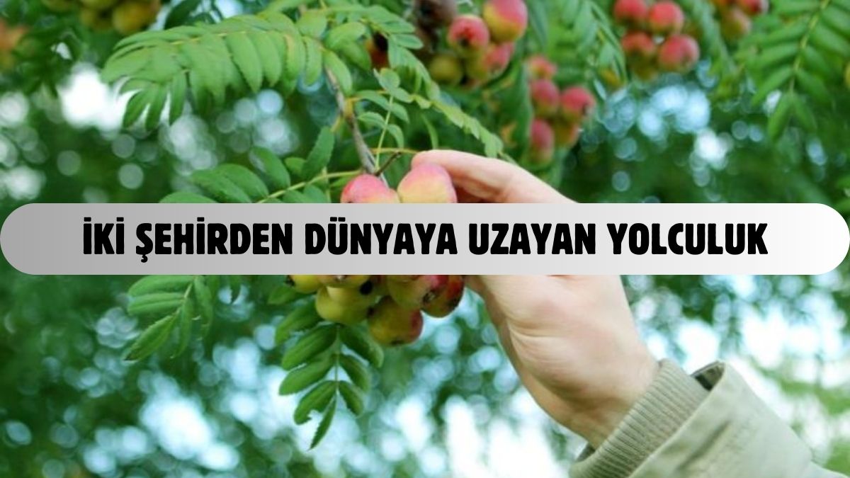 Sadece Tokat ve Sivas’ta yetişiyor, dünya almak için kapışıyor! Namı dillere destan: “Sağlık iksiri” olarak biliniyor