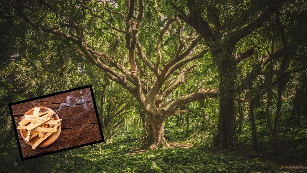 Evinizde bir dalı bile varsa çok şanslısınız! Bu ağaç hastalığın ‘H’sini bile getirmiyor, 70 gramı 500 TL ediyor