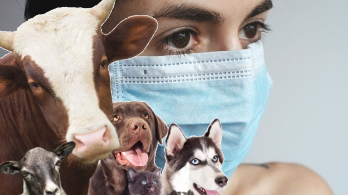 Türkiye’de hayvanlardan insanlara bulaşan hastalıkların sayısı şoke etti: Hayvanlara yaklaşırken iki kere düşünün