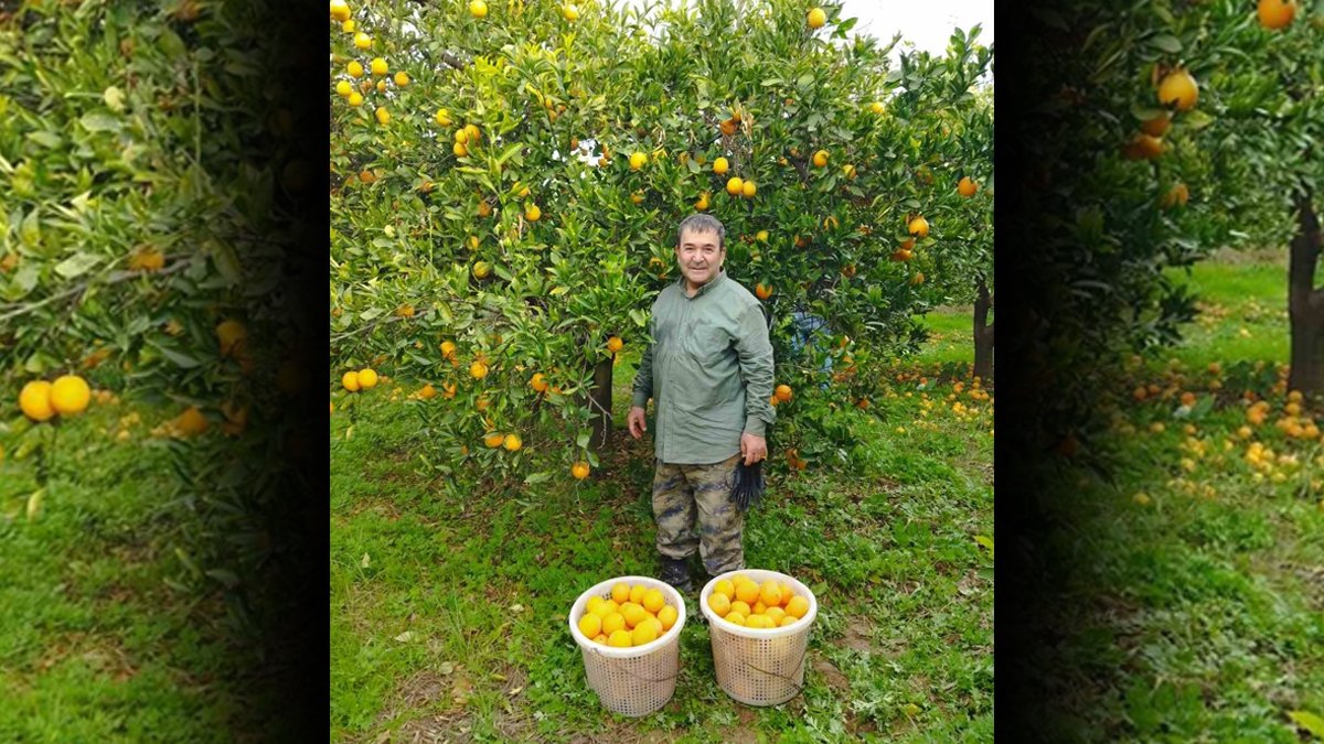 Aydın'da düşük fiyatlar üreticiyi zorladı... Portakal tarımını bırakmaya başladılar