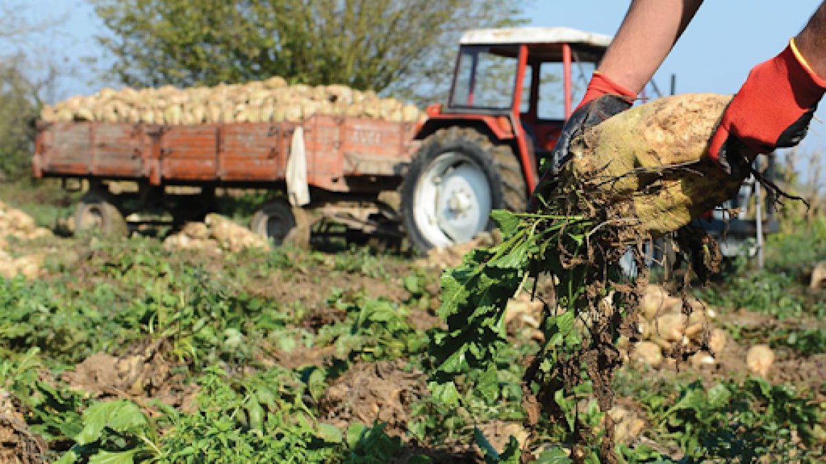 Şeker fiyatlarına yeni düzenleme! Bakanlık hem fiyatları hem üretimi denetleyecek