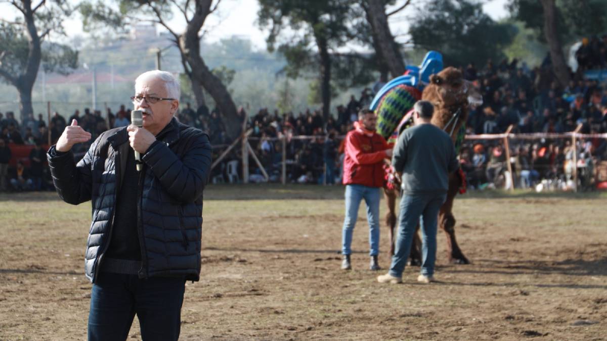 Pelitköy Deve Güreşleri için geri sayım başladı
