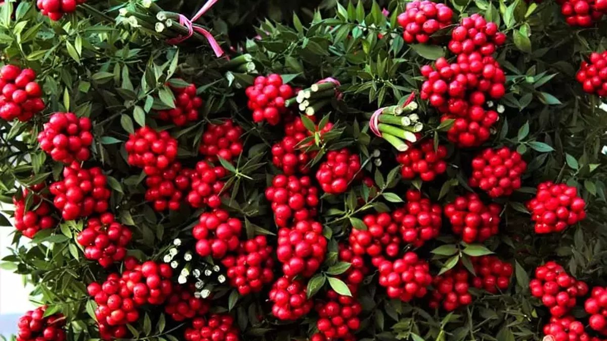 Geçen sene satış rekoru kırmıştı! Kokina tezgahlarda: Uğur getirdiğine inanılan çiçeğin fiyatı belli oldu