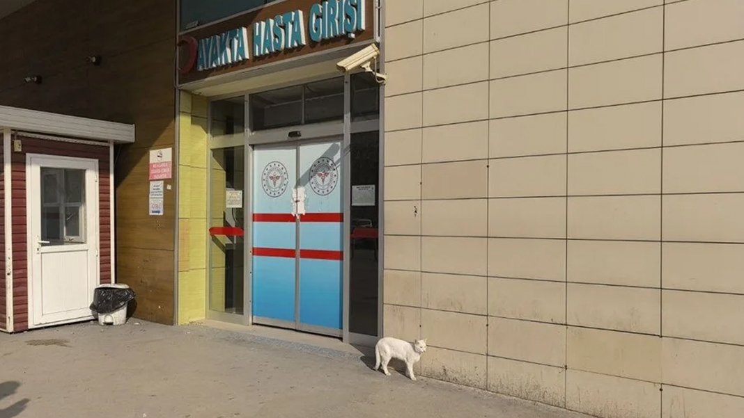 Bacağı kırılan kedi acil servise geldi