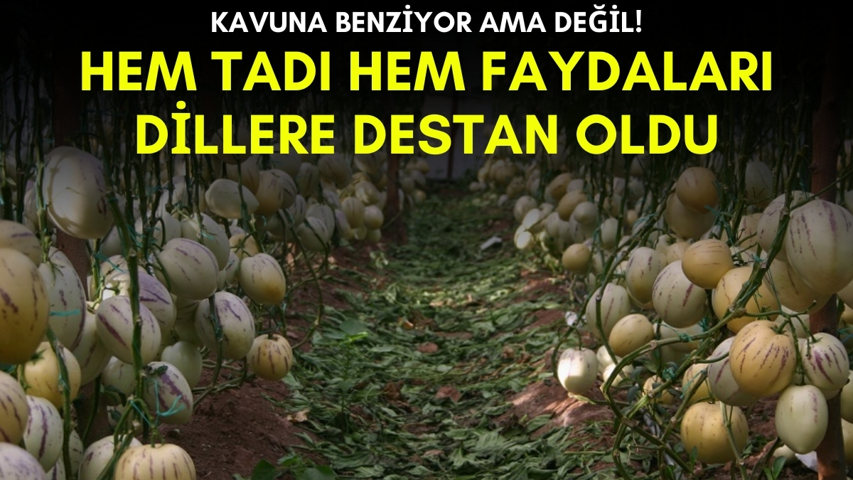 Erzincan ve Antalya'da yetişiyor adını çok az kişi biliyor! Tansiyon, cilt problemleri ve daha nicesi... Hepsinin kökünü kazıyor