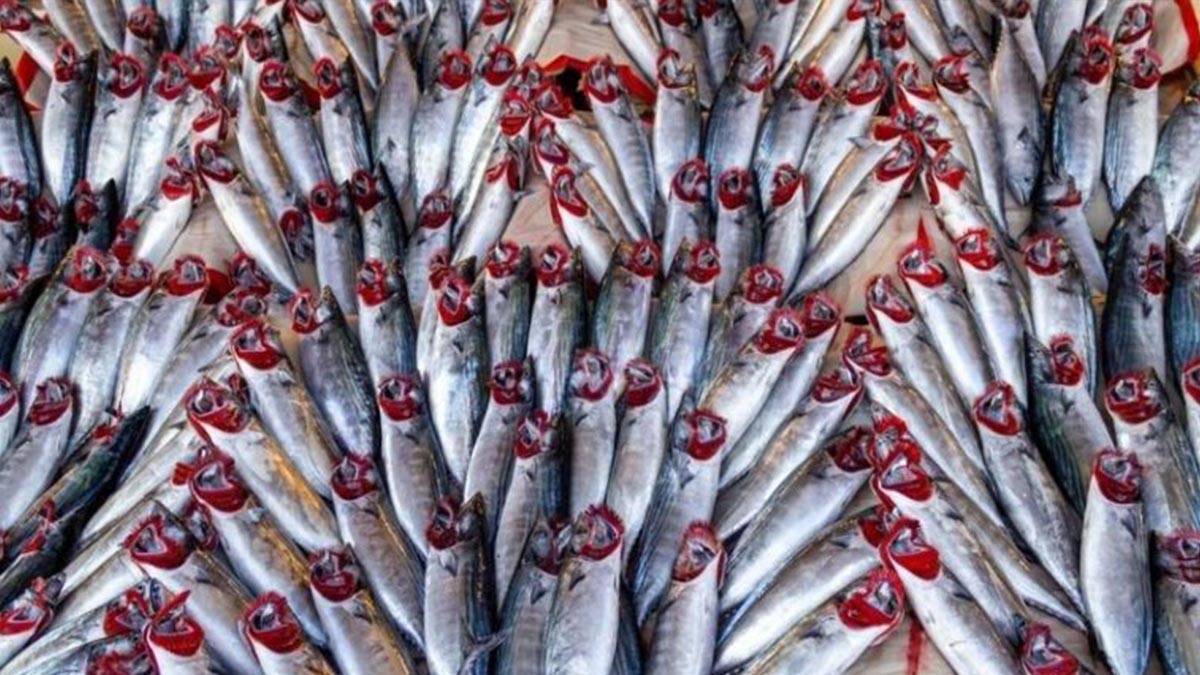 Türkiye'de son 19 yılın en yüksek palamut bolluğu yaşanıyor