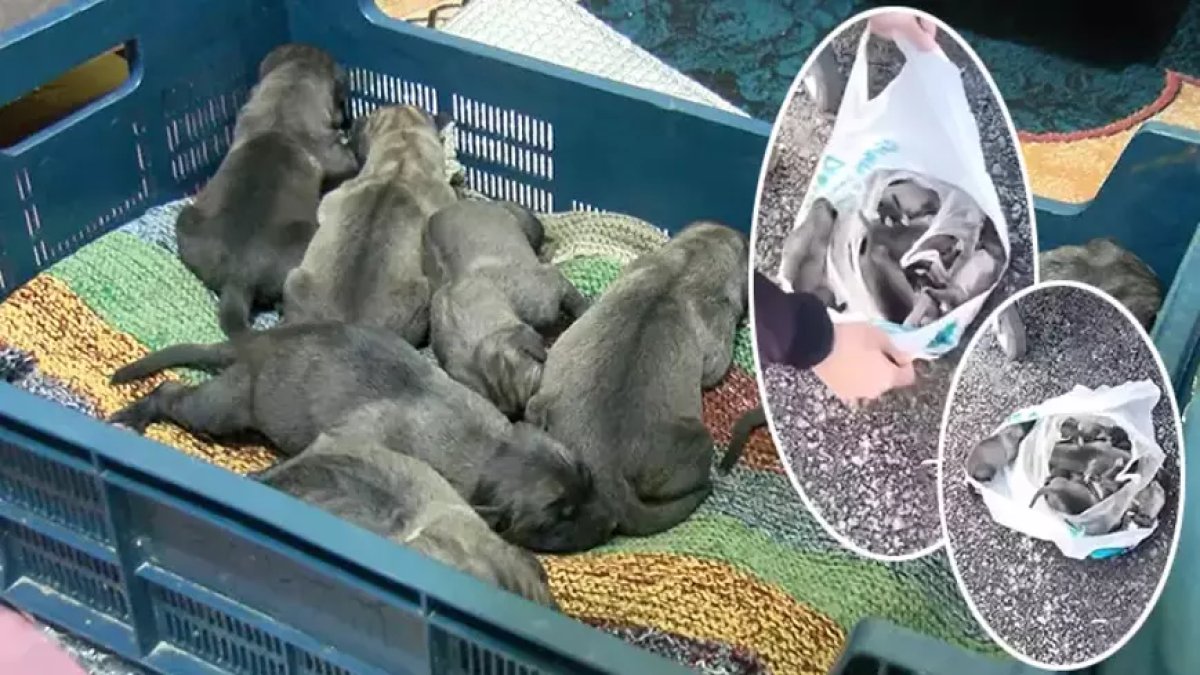 Sancaktepe'de 11 yavruya vicdansızca muamele: Ağzı bağlı poşetle çöpe atılan yavru köpeklerden 4'ü ölü, 7'si kurtarıldı