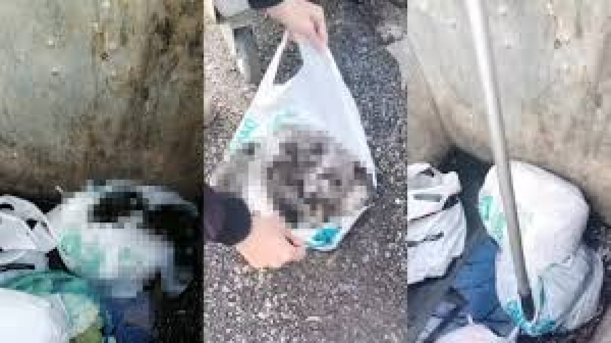 Çöpe atılmış 11 yavru köpek bulundu: Poşete koyup ağzını bağlamışlar