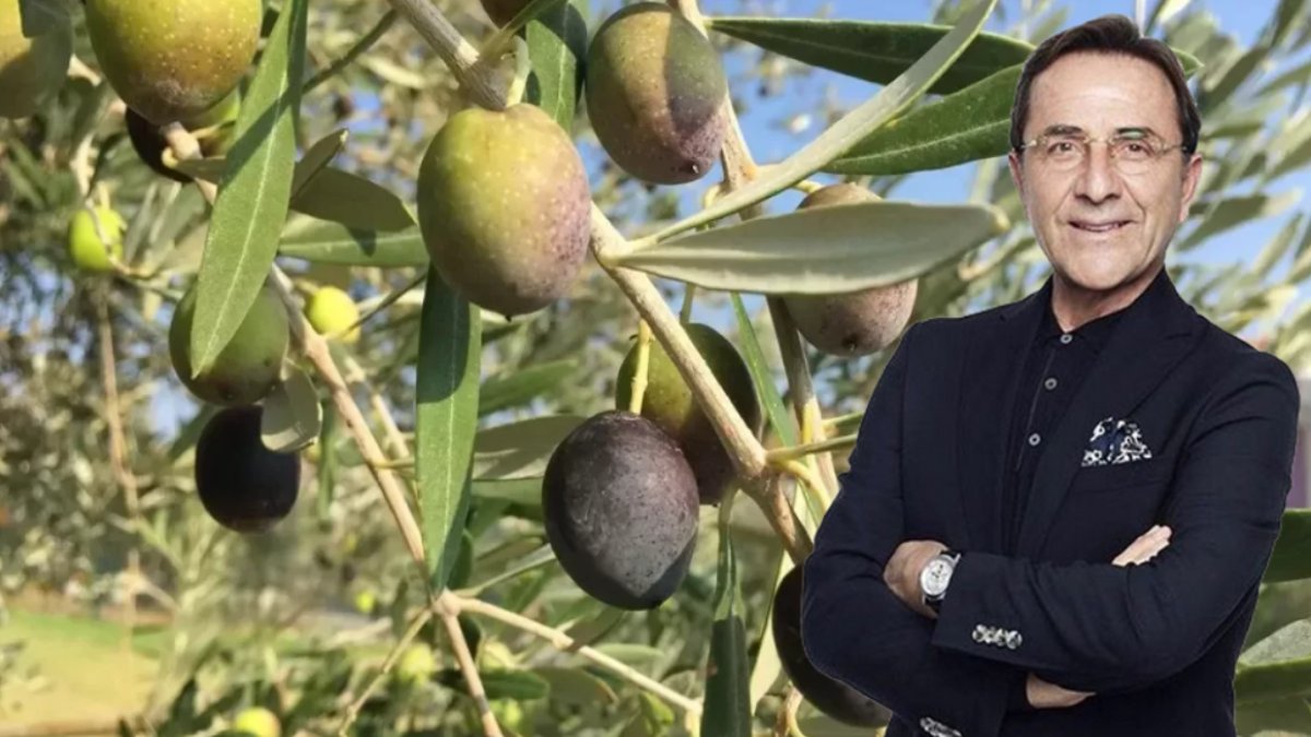 Siyah zeytin mi daha faydalı yoksa yeşil mi? Osman Müftüoğlu yanıtladı: 'Üç beş saymadan yiyin'