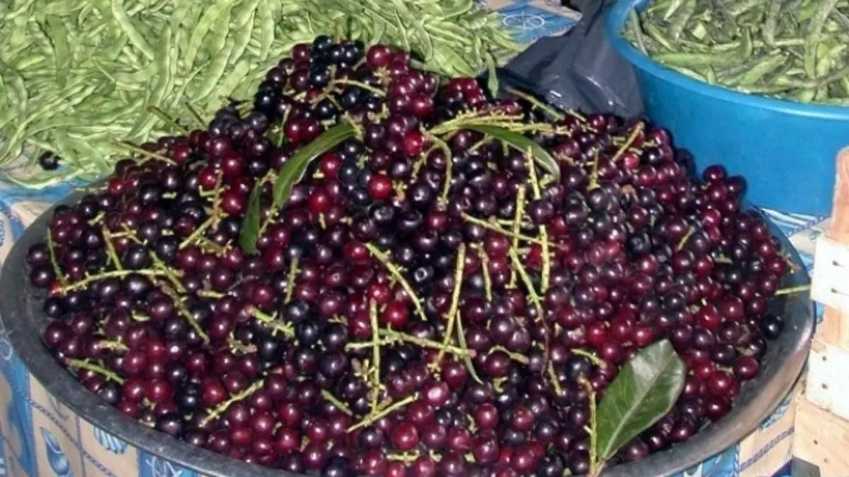 Gürcü kirazı, Laz kirazı ve Laz yemişi olarak biliniyor: Karadeniz'in fındığı kadar meşhur değil ama faydası saymakla bitmiyor!