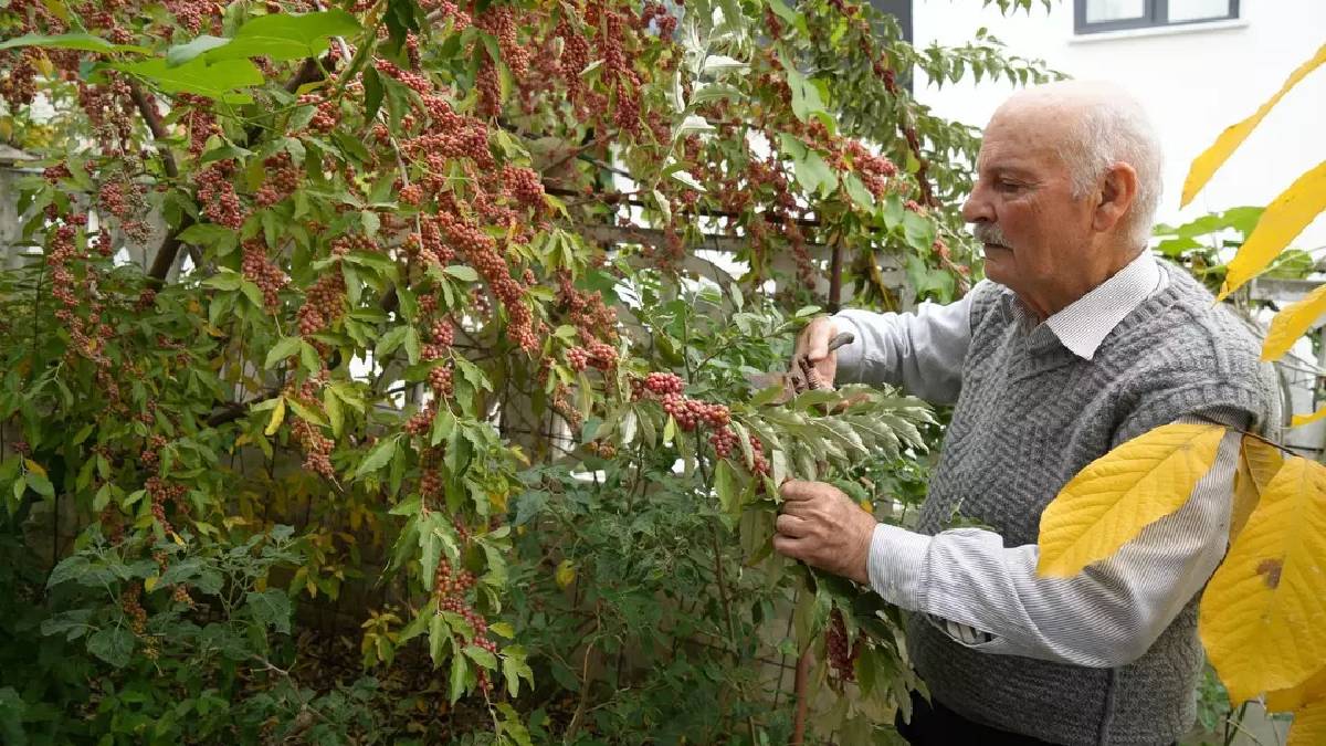 Olmazlara inat başardı! 50 farklı ülkeden Samsun’a getirdi: 1001 çeşit yetiştiriyor 12 ayın hepsinde hasadını yapıyor