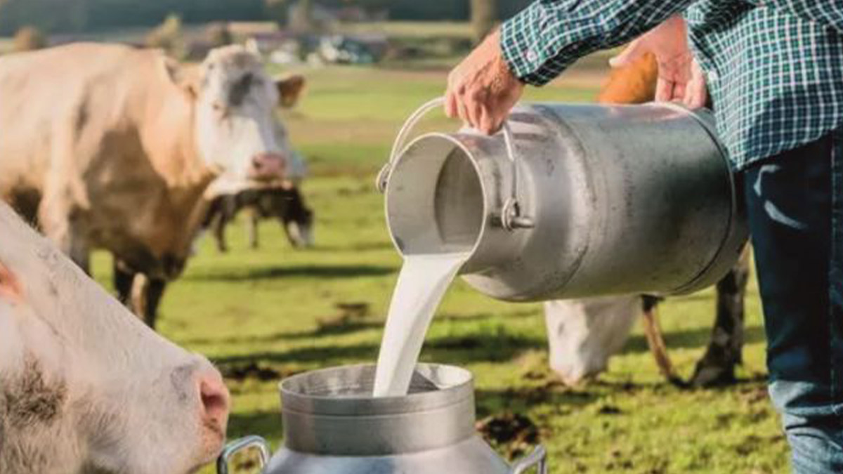 İnek sütü üretiminde artış