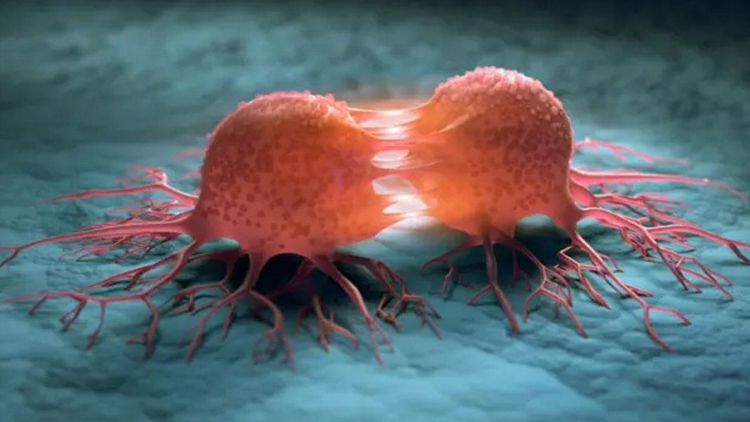 Kansere karşı yeni umut ışığı: Programlanmış Hücre Ölümü Sistemi