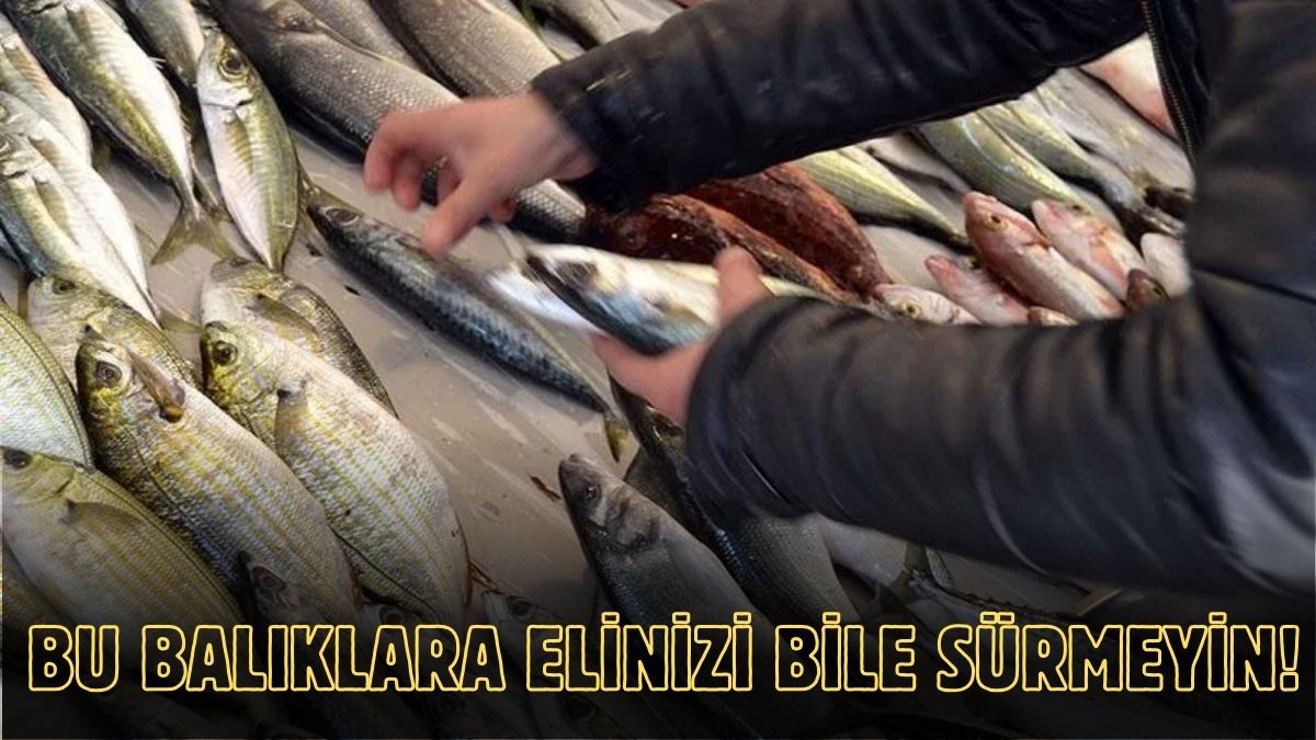 ‘Denizden babam çıksa yerim’ demeyin! Bu balıkları gördüğünüz tezgahtan kaçın: İşte en sağlıksız balıklar