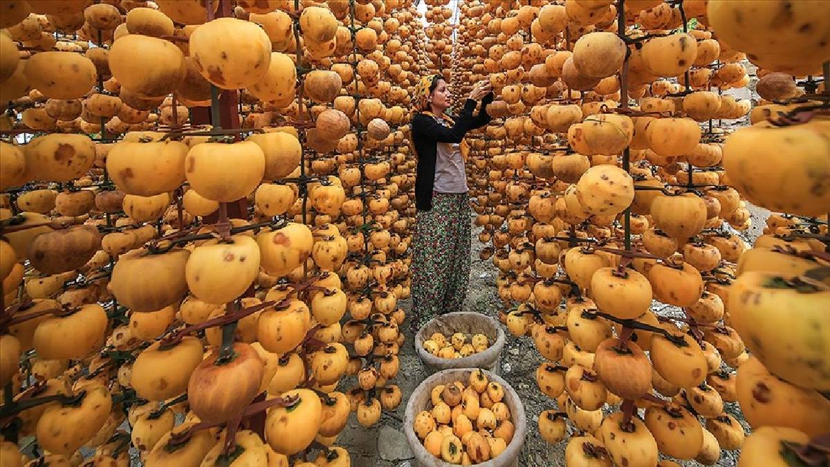 Adında Trabzon geçiyor ama Maraş’tan toplanıyor! Hem kurusu hem de yaşı çokça kazandırıyor! 1 tanesi bile hastalıklardan koruyor