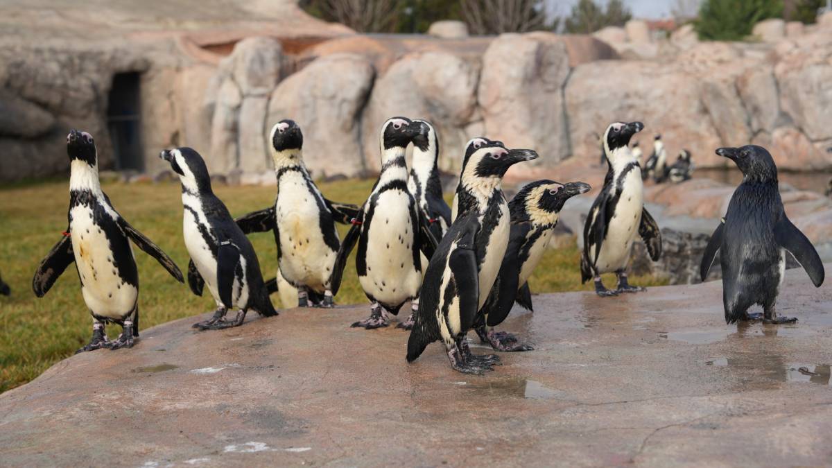 Eskişehir Hayvanat Bahçesi’ne yeni üyeler