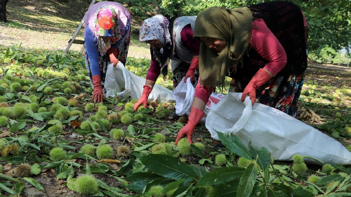 Kimse dikenine aldırış etmiyor! Dağın eteklerinden hasat başladı! Birkaç ay bekletiliyor 200 TL’den satılıyor