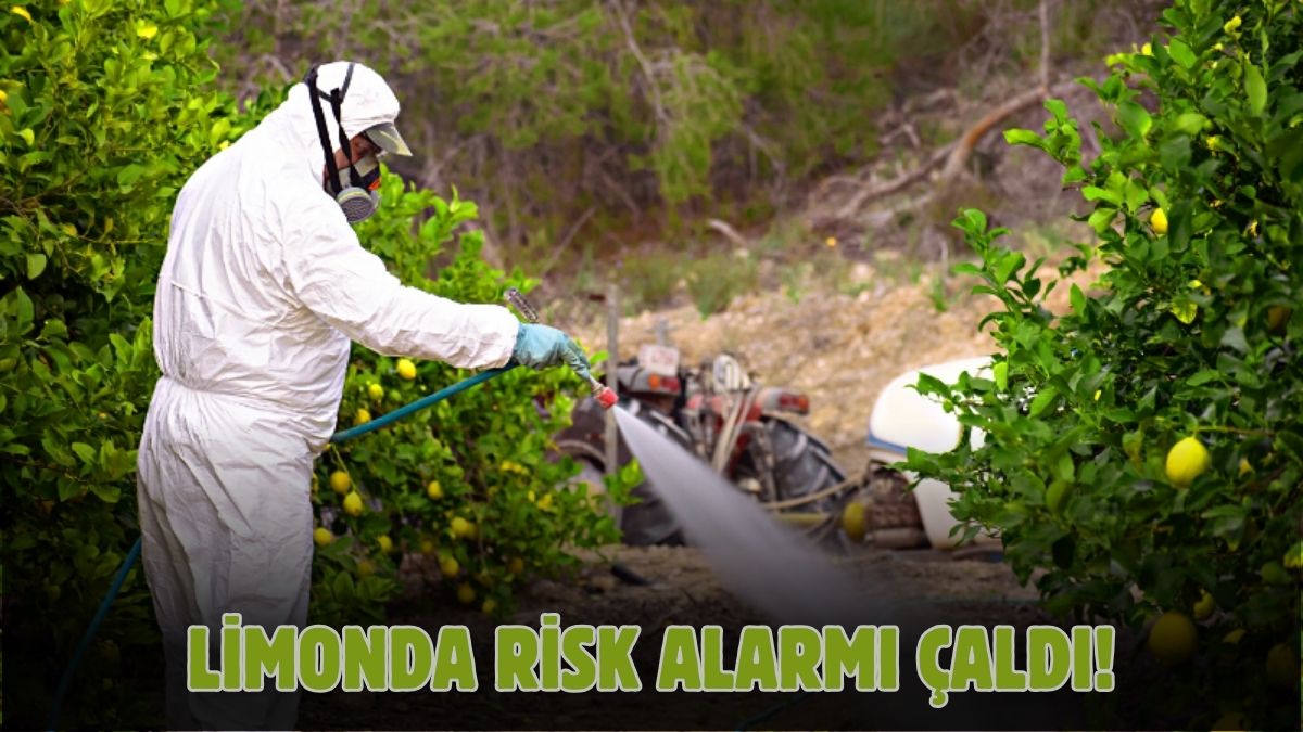 Gribin doğal ilacı zehir çıktı! Türkiye'den giden limonlar kasa kasa geri dönüyor: Hepsinde tespit edildi
