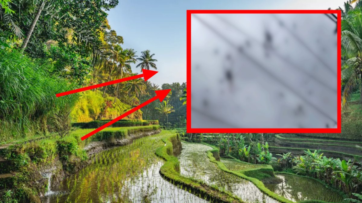 Korku filmi değil gerçek! Dünyanın akın ettiği tatil cennetini örümcekler istila etti: Gitmeden önce iki kere düşünün