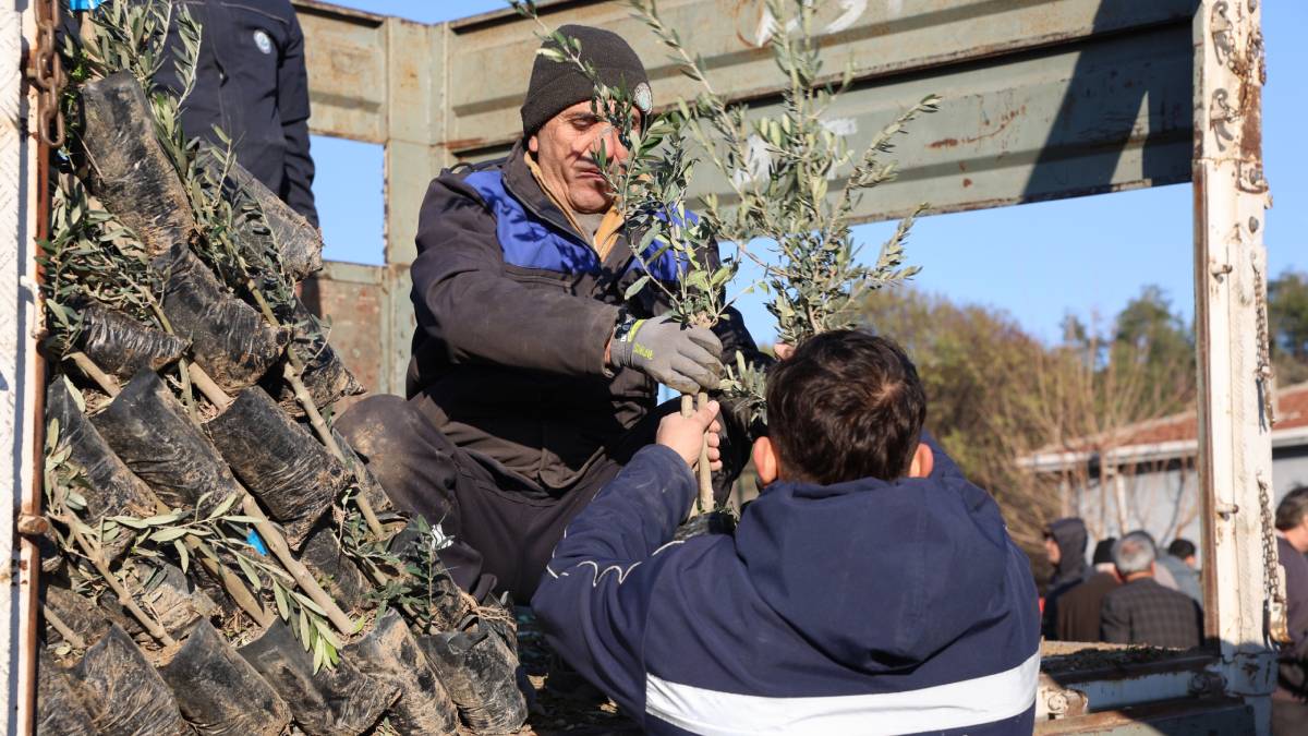 Mihalgazi ve Sarıcakaya’da 17 bin zeytin fidanı dağıtıldı