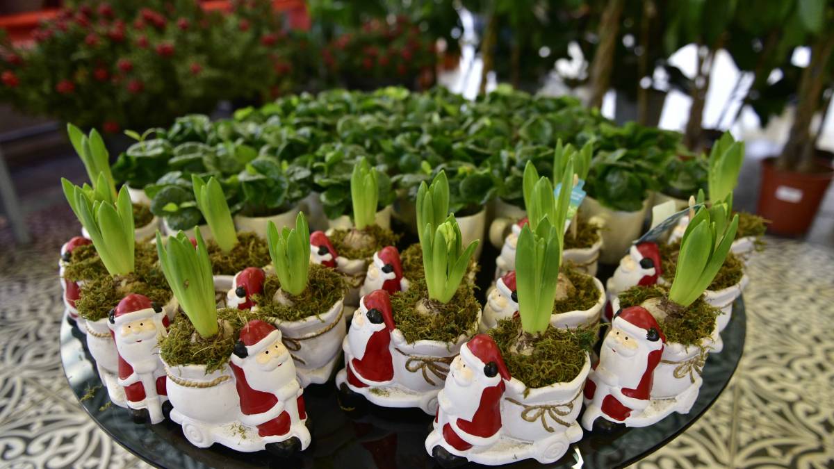 Yılbaşı çiçekleri Başkentlileri bekliyor