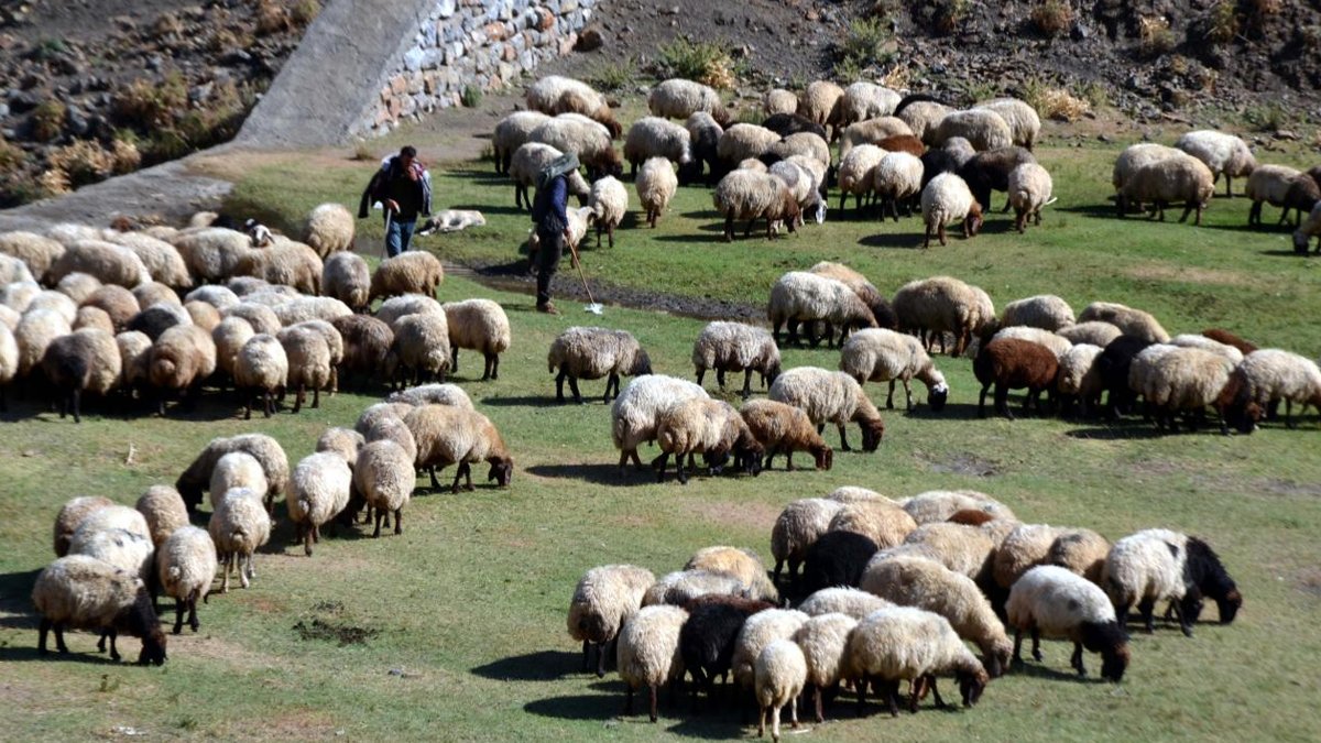 Kırşehir'de küçükbaş hayvanlarda çiçek hastalığı ortaya çıktı