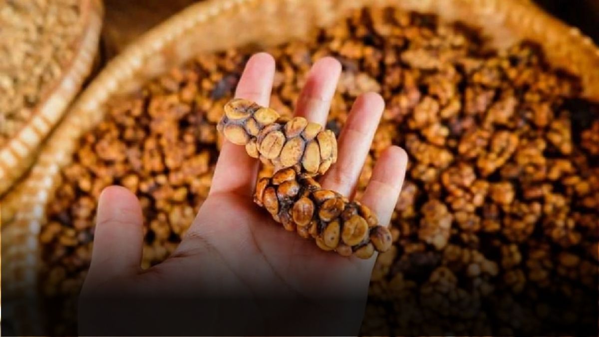 Jet sosyete içmek için birbiriyle yarışıyor! Kedilerin dışkısından toplanıyor, fiyatı dudak uçuklatıyor