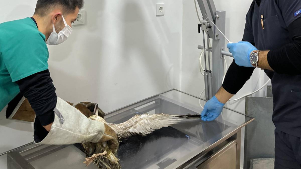 Ağaçta mahsur kalan yaralı martının imdadına itfaiye yetişti