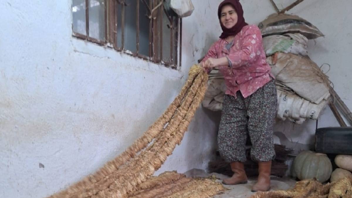 8 dekara ekti, 500 kilo ürün aldı! En eski yöntemlerle yetişiyor, kurur kurumaz hemen satılıyor
