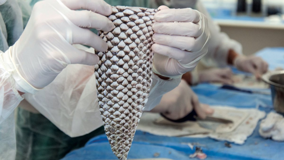 Balık temizlerken çöpe atan pişman olacak! Görünce iğrenerek bakıyorduk: Bakın nelere faydası çıktı